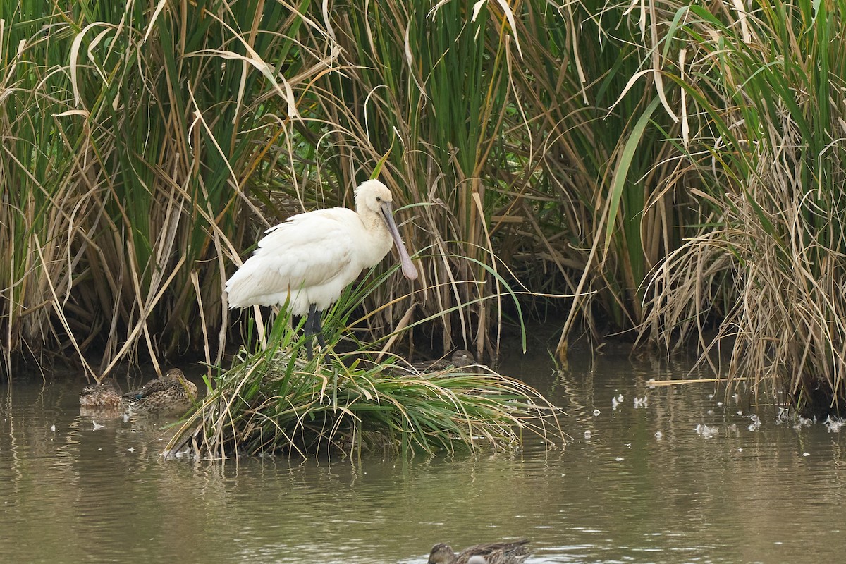 Eurasian Spoonbill - ML646960090