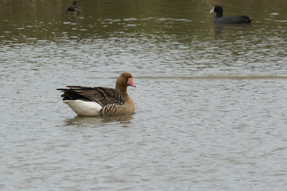 Graylag Goose - ML646960092