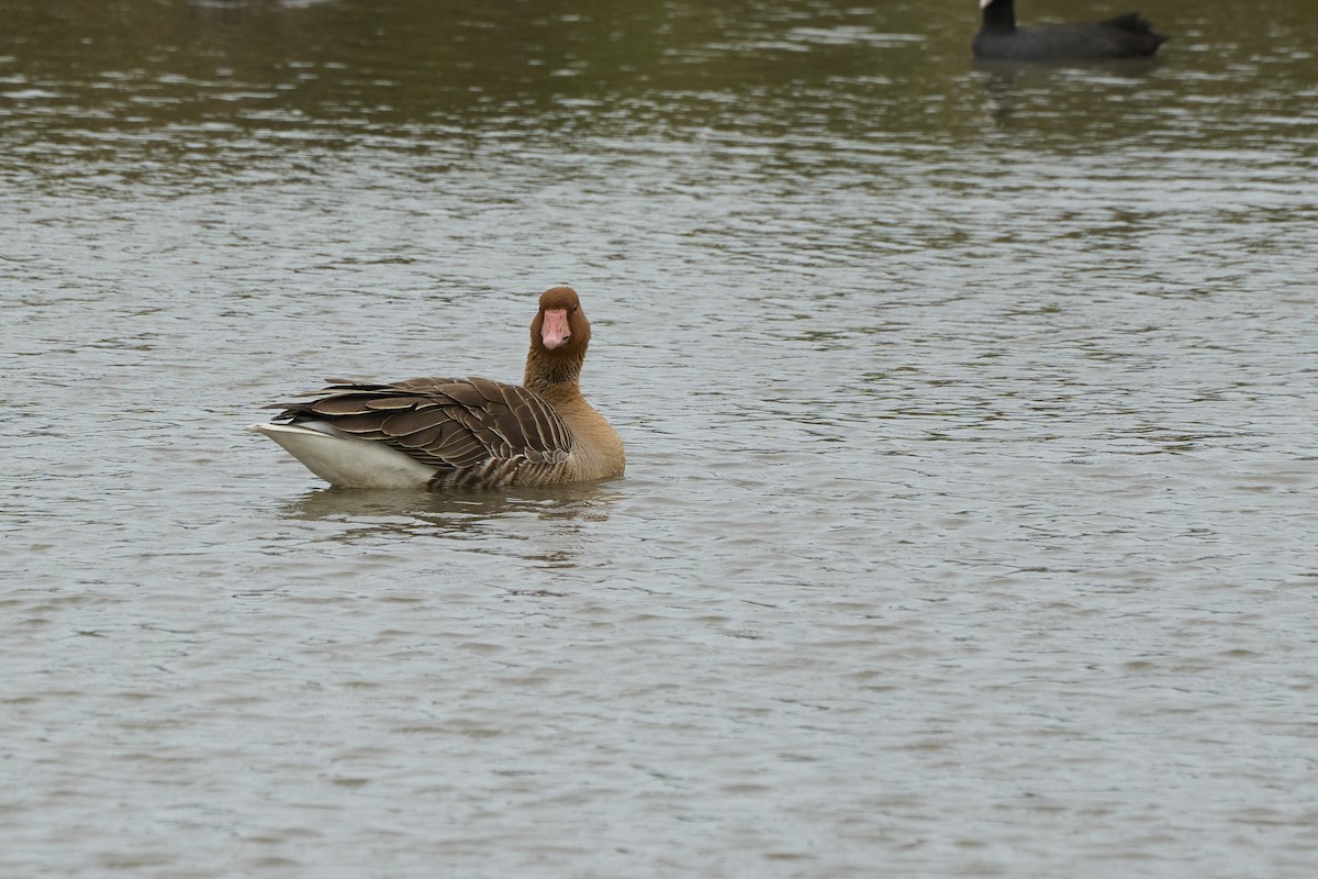 Graylag Goose - ML646960093
