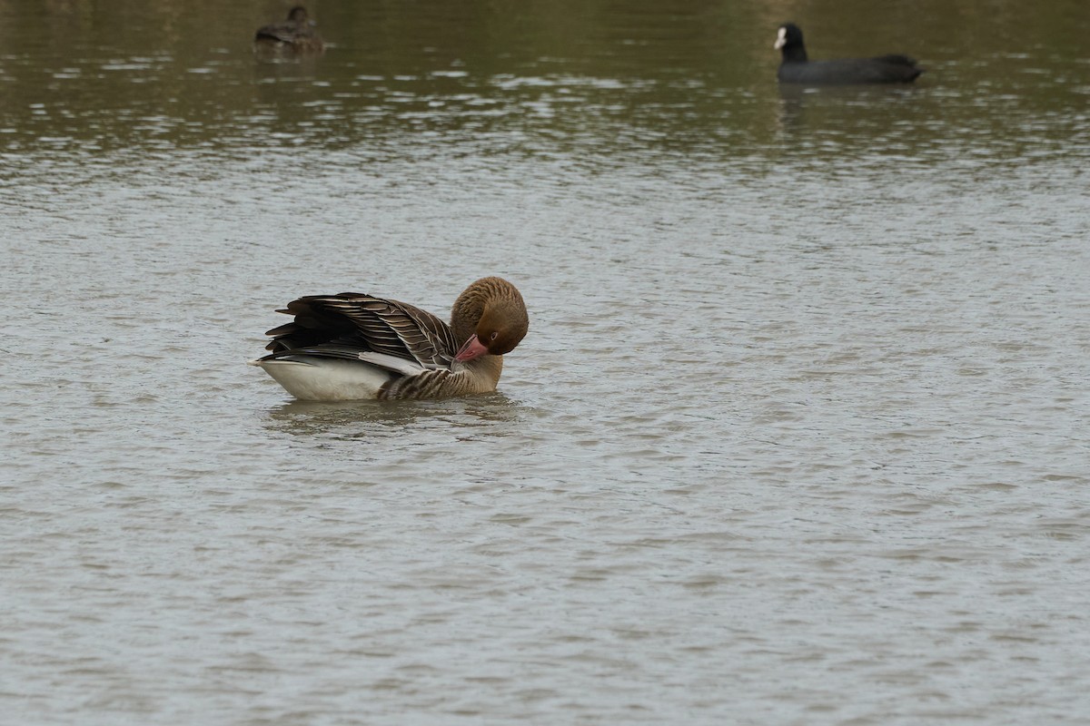Graylag Goose - ML646960094