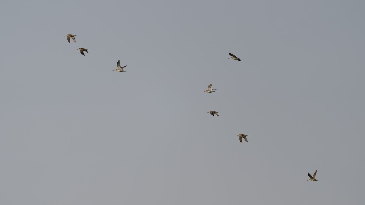 Common Snipe - ML646960095