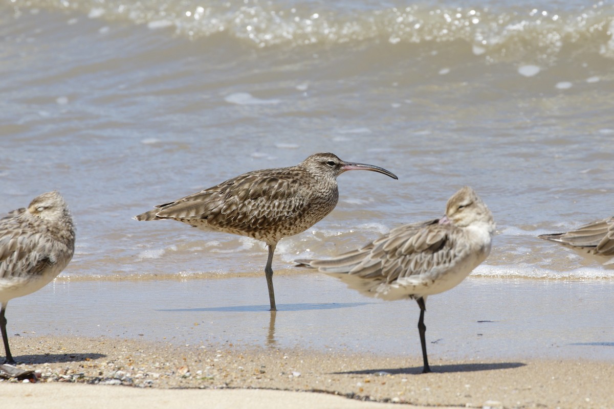 Eurasian Whimbrel (Siberian) - ML646960097