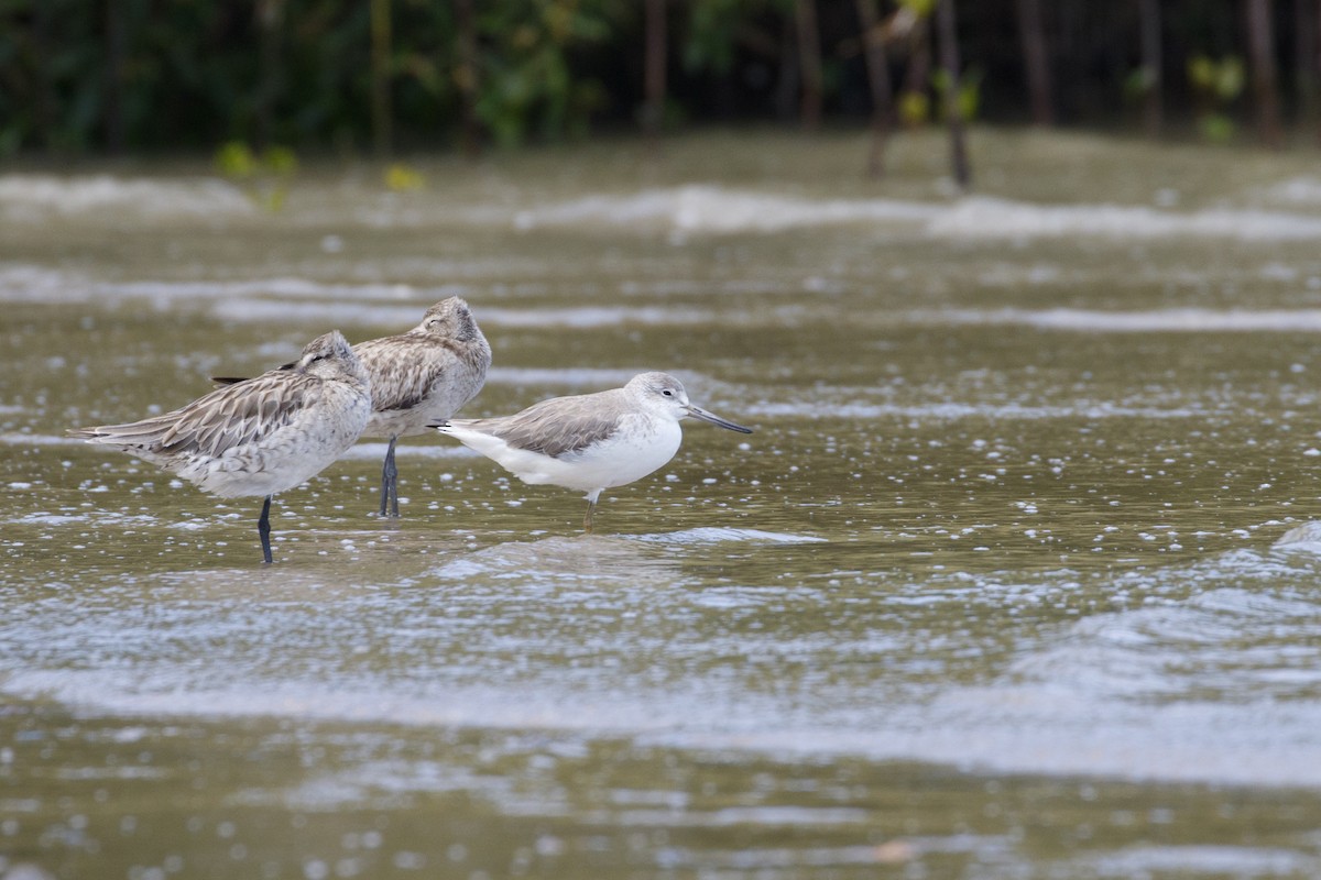 Nordmann's Greenshank - ML646960101