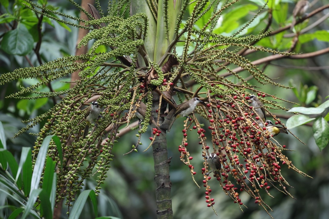 Yellow-vented Bulbul - ML646960102