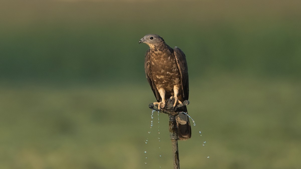 Oriental Honey-buzzard - ML646960103