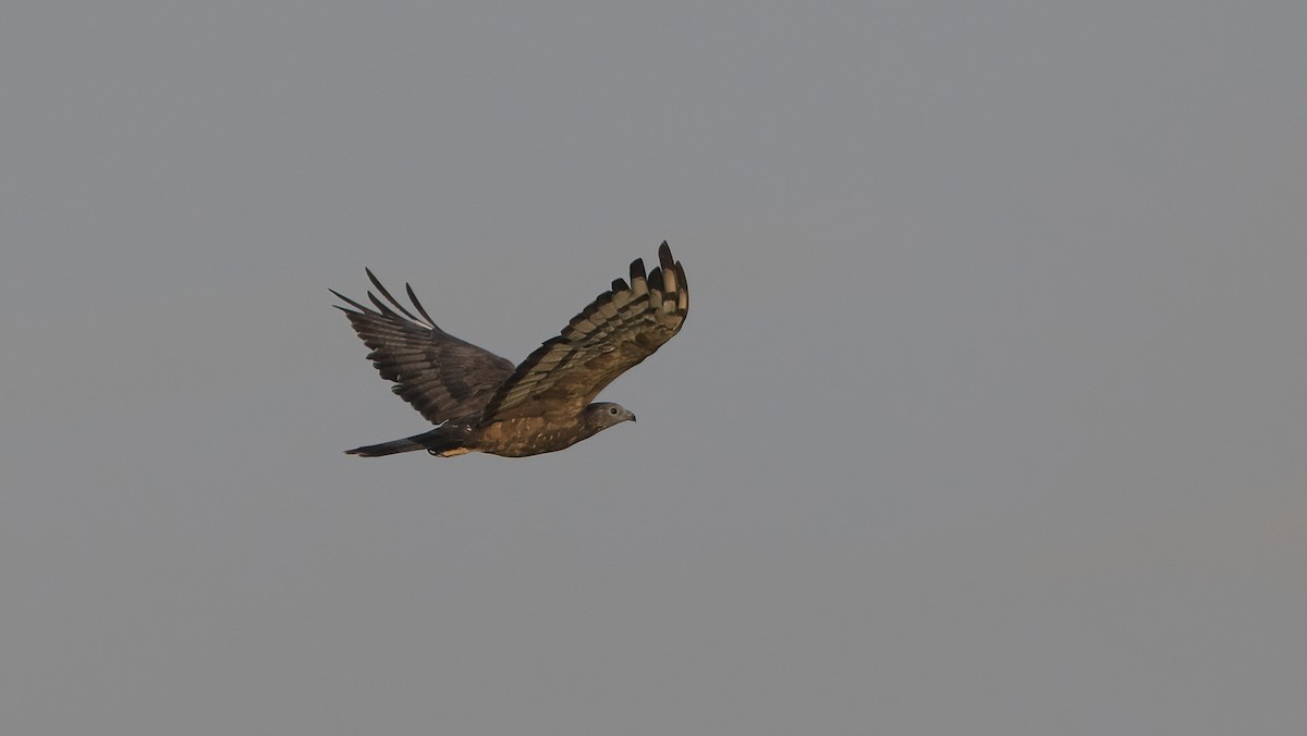 Oriental Honey-buzzard - ML646960105