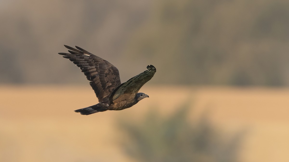 Oriental Honey-buzzard - ML646960106