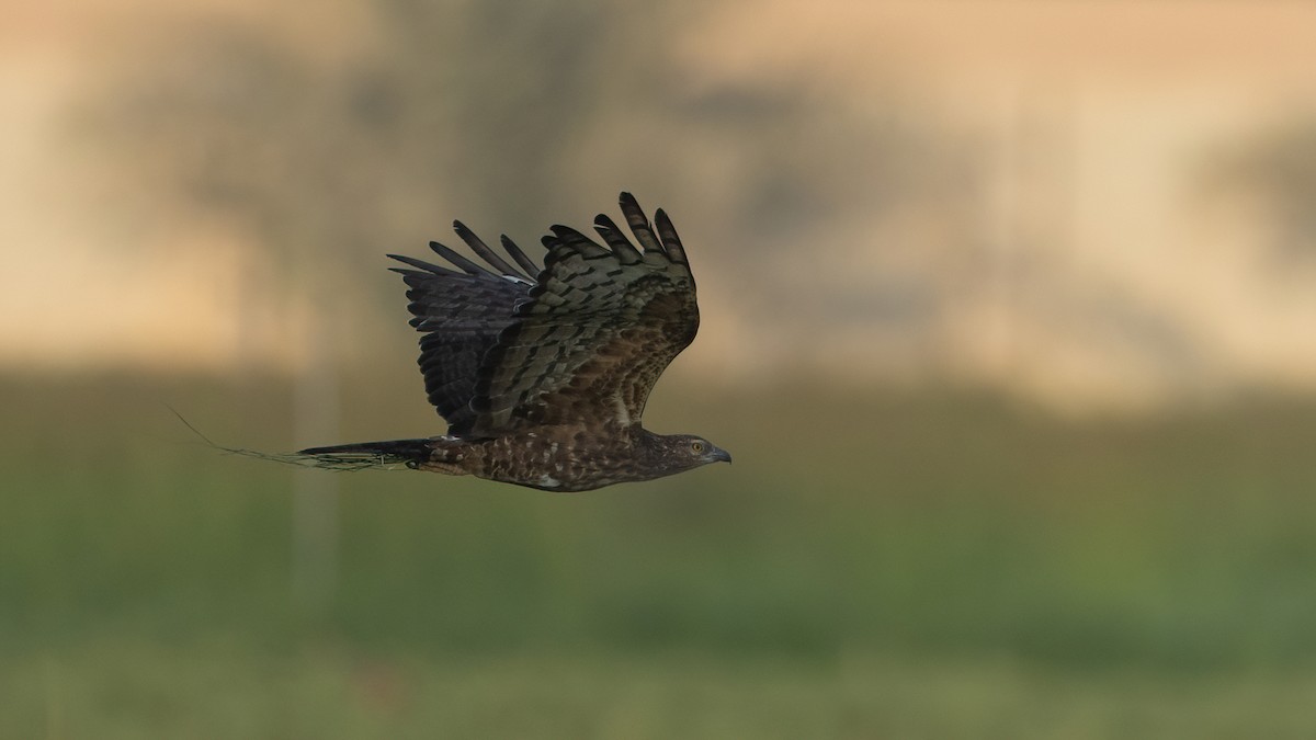 Oriental Honey-buzzard - ML646960107