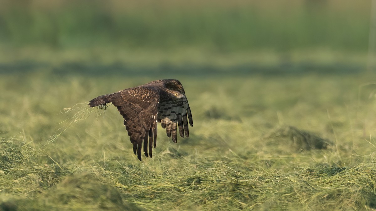 Oriental Honey-buzzard - ML646960108