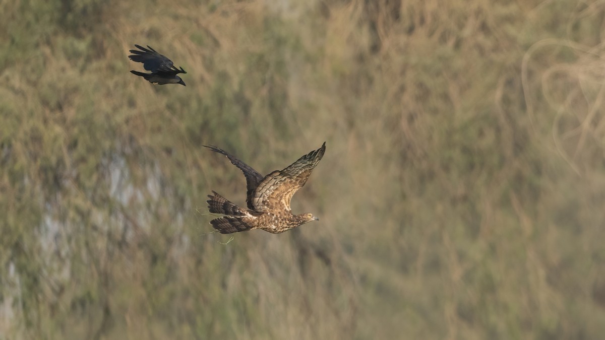 Oriental Honey-buzzard - ML646960109