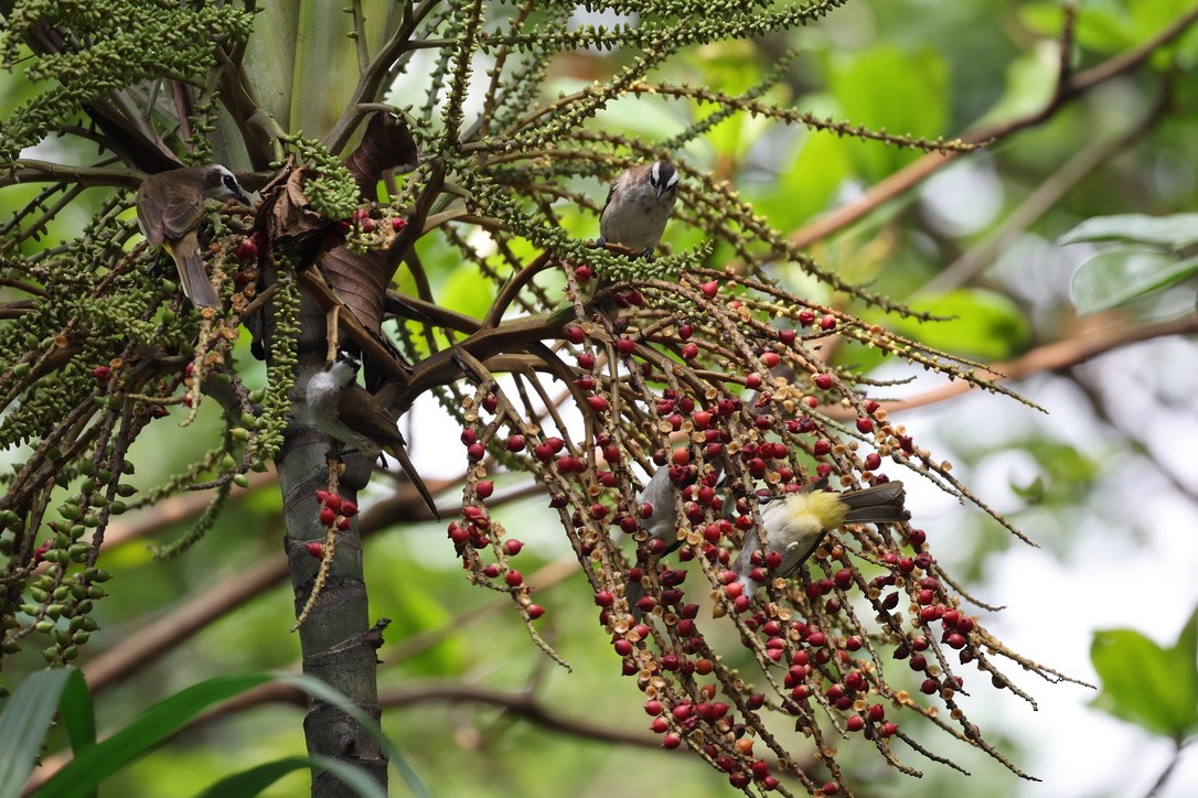 Yellow-vented Bulbul - ML646960110