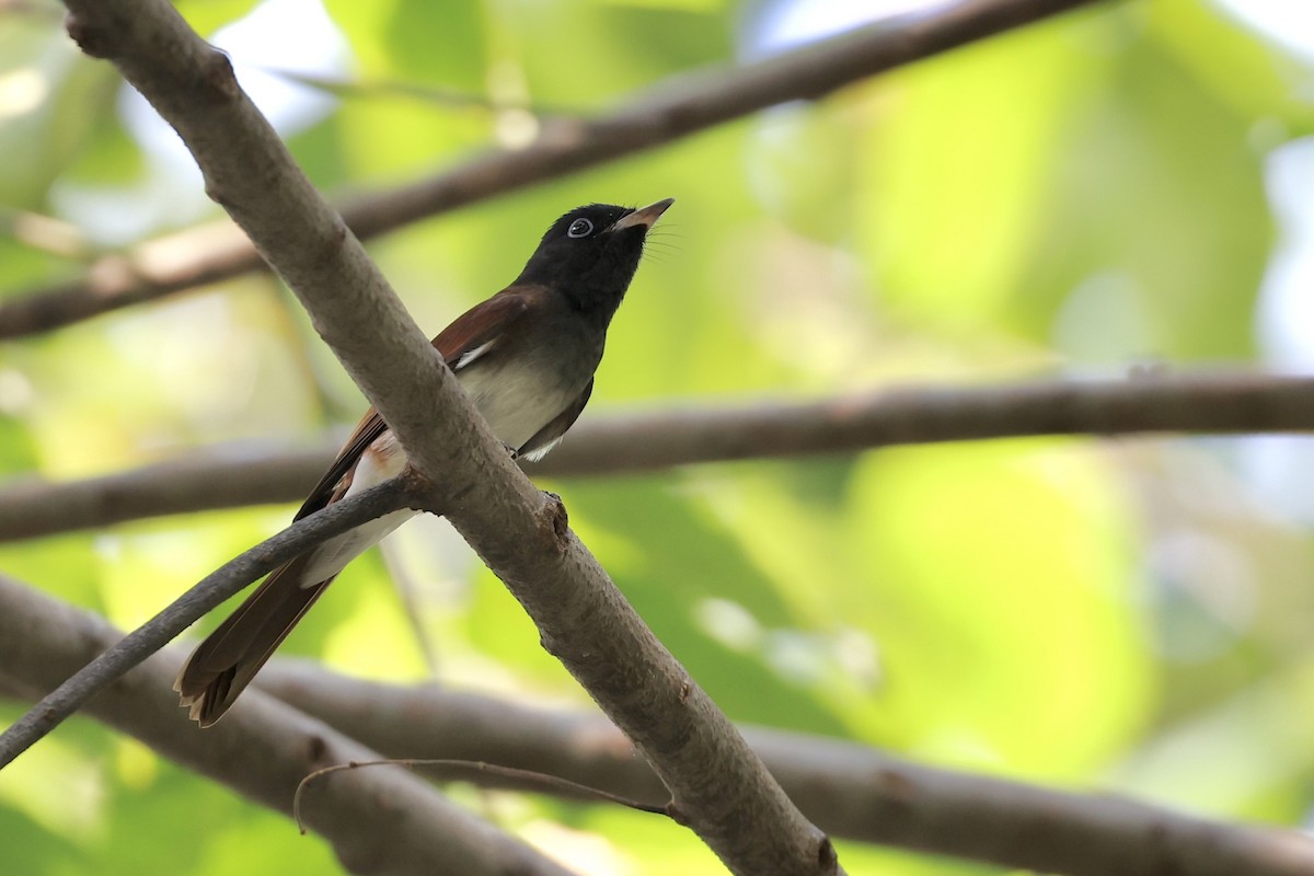 Black Paradise-Flycatcher - ML646960111