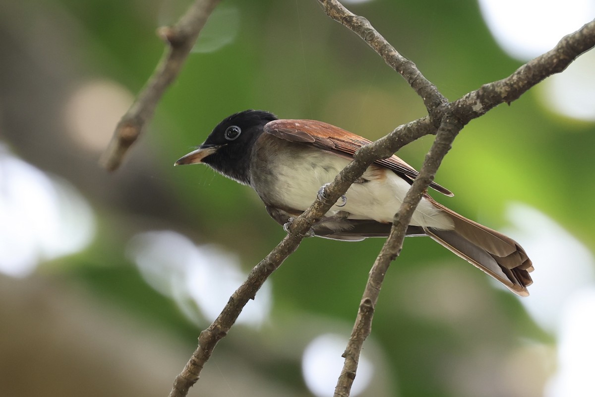 Black Paradise-Flycatcher - ML646960113