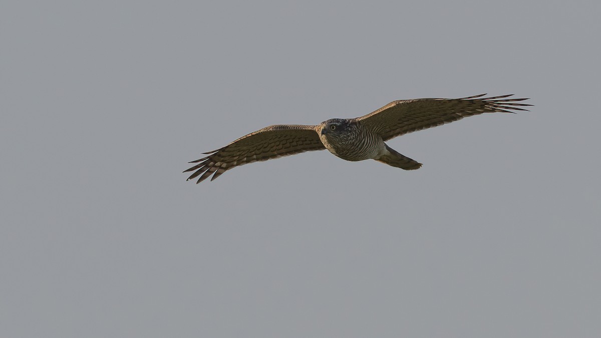 Eurasian Sparrowhawk - ML646960114
