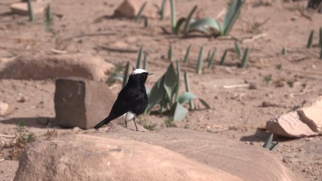White-crowned Wheatear - ML646960115
