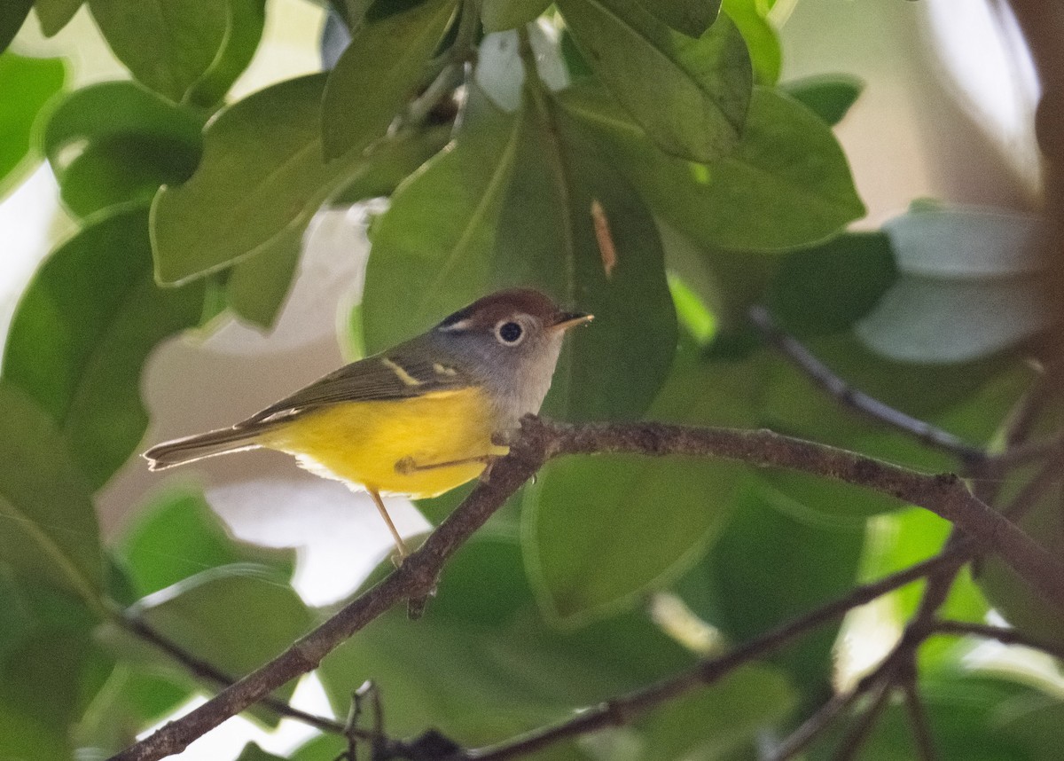 Chestnut-crowned Warbler - ML646960117