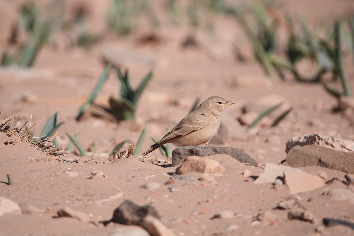 Desert Lark - ML646960118