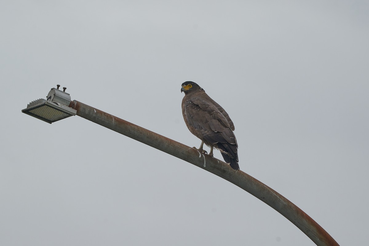 Crested Serpent-Eagle - ML646960122