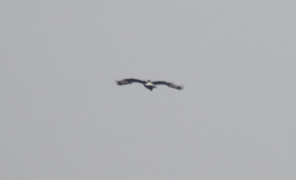 Verreaux's Eagle - ML646960125