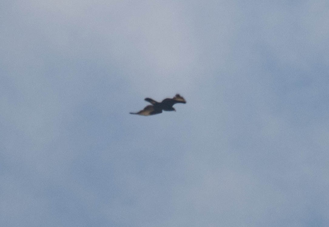 Verreaux's Eagle - ML646960126