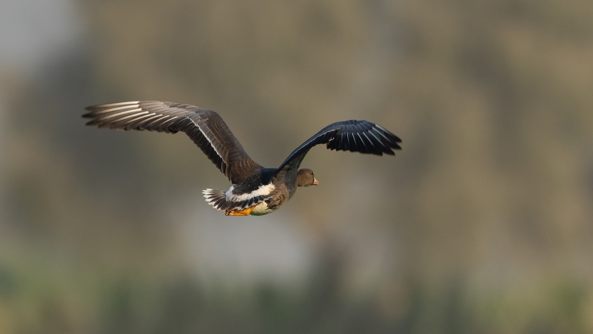 Greater White-fronted Goose - ML646960129