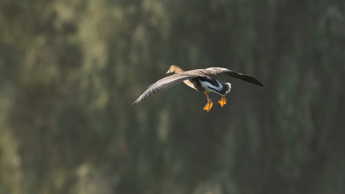 Greater White-fronted Goose - ML646960130
