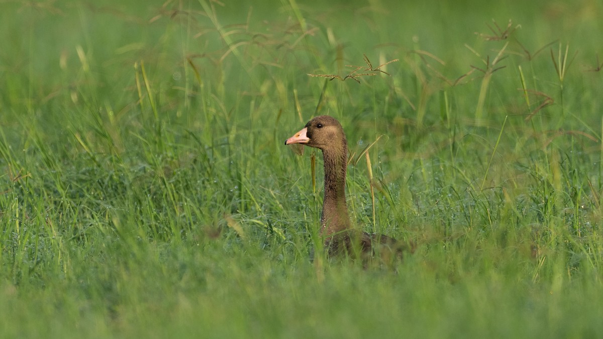 Greater White-fronted Goose - ML646960131