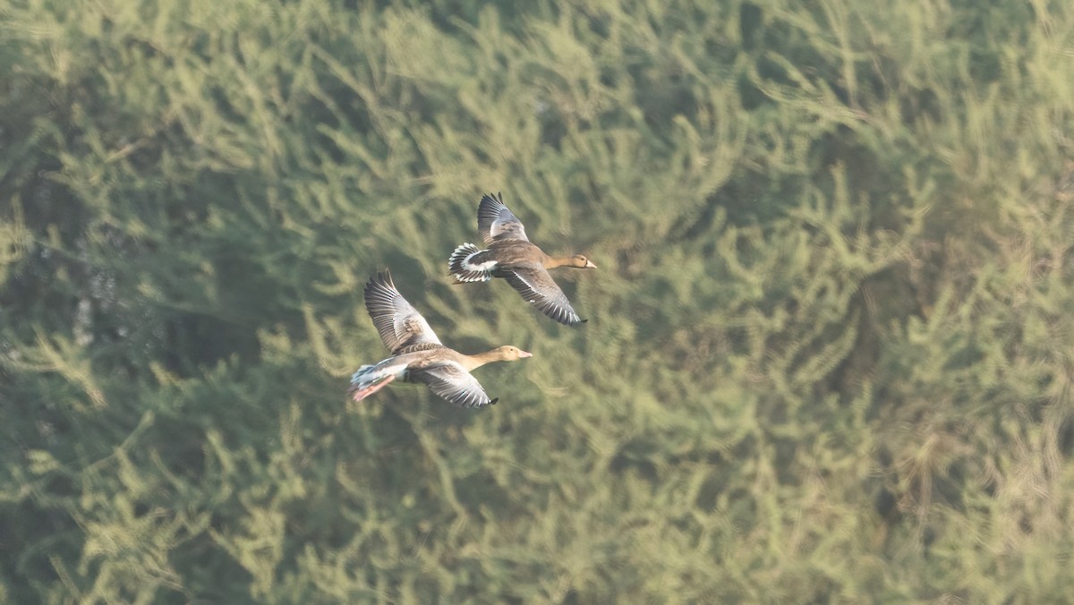 Greater White-fronted Goose - ML646960132