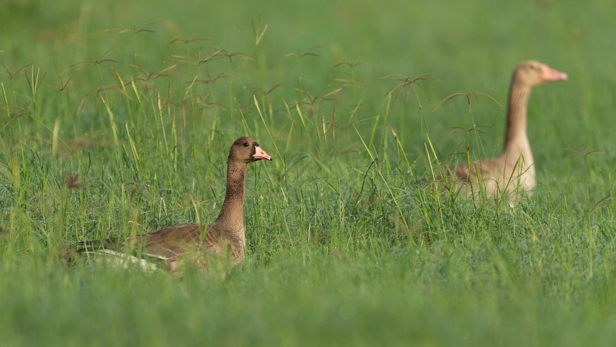 Greater White-fronted Goose - ML646960133