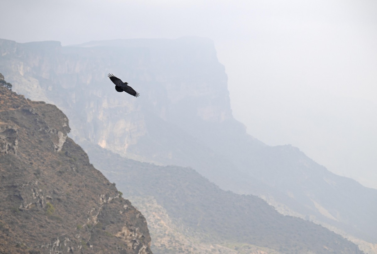 Fan-tailed Raven - ML646960134