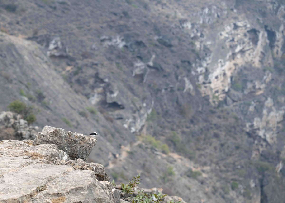 Arabian Wheatear - ML646960136