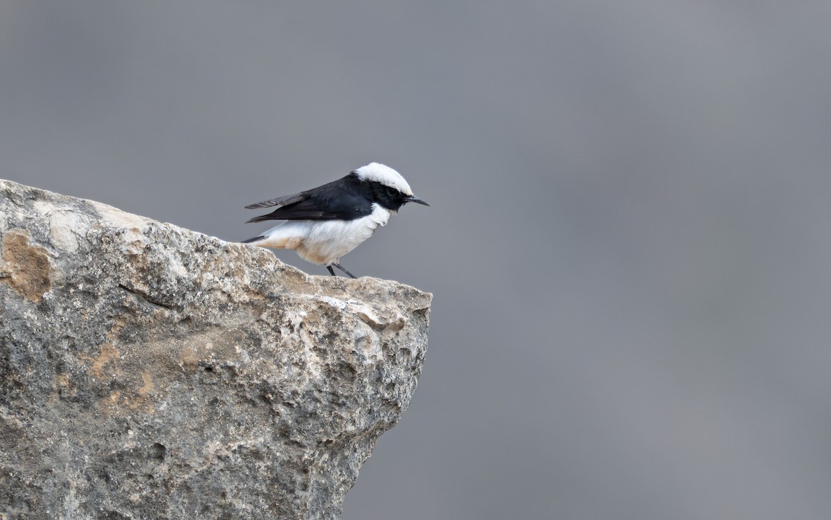 Arabian Wheatear - ML646960137