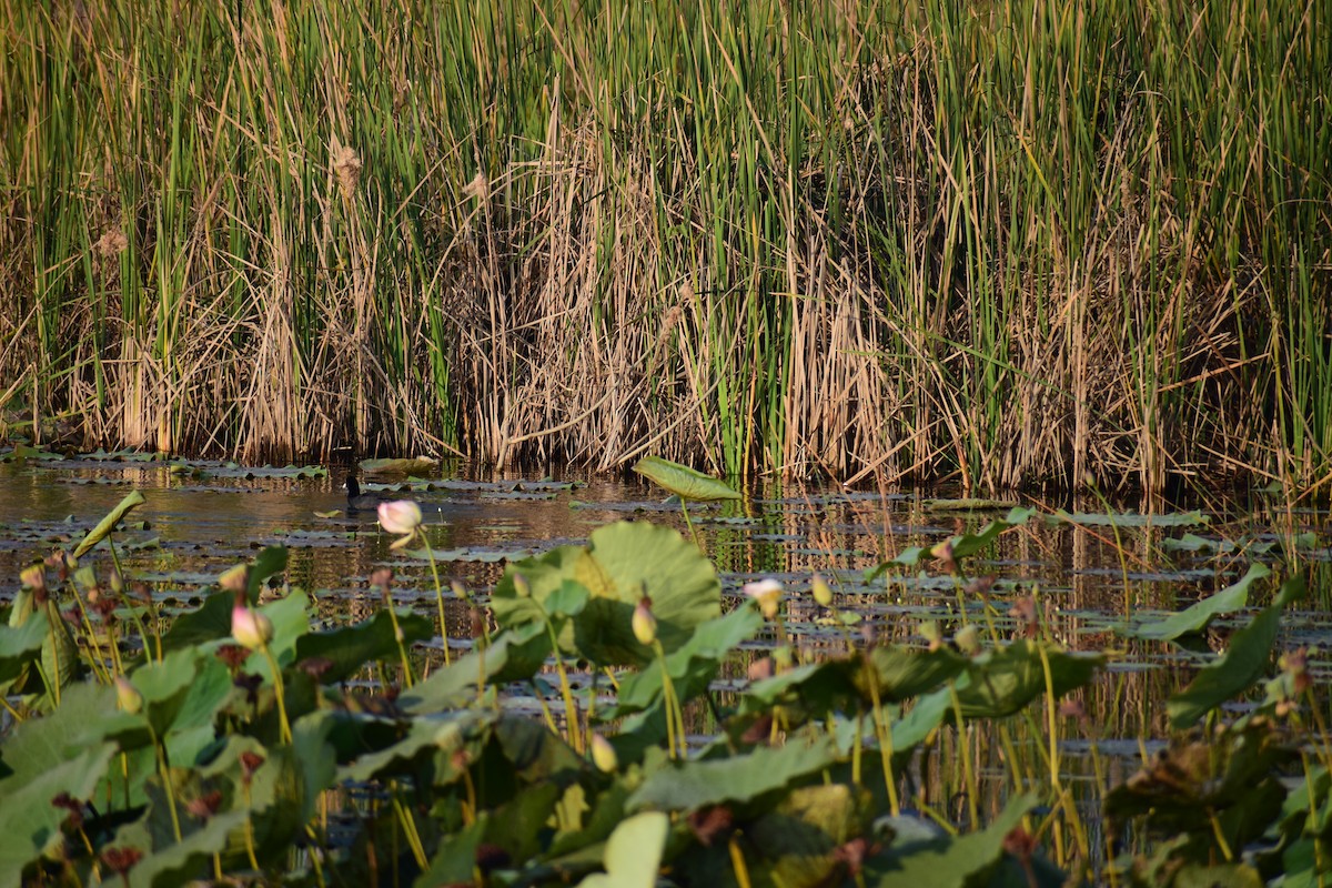 白冠雞 - ML646960139