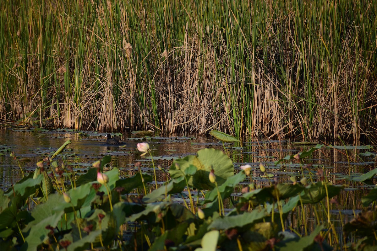 白冠雞 - ML646960140