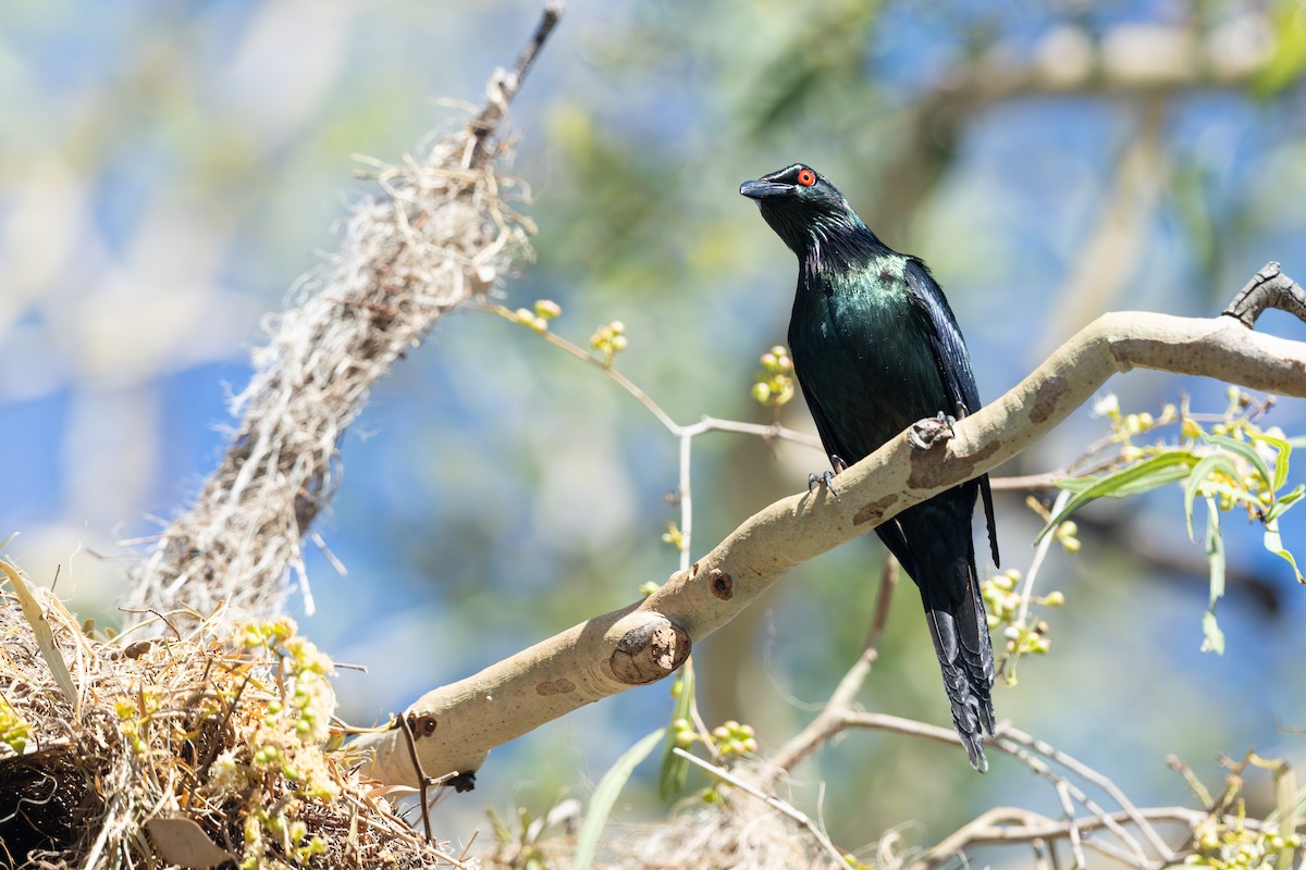 Metallic Starling - ML646960141