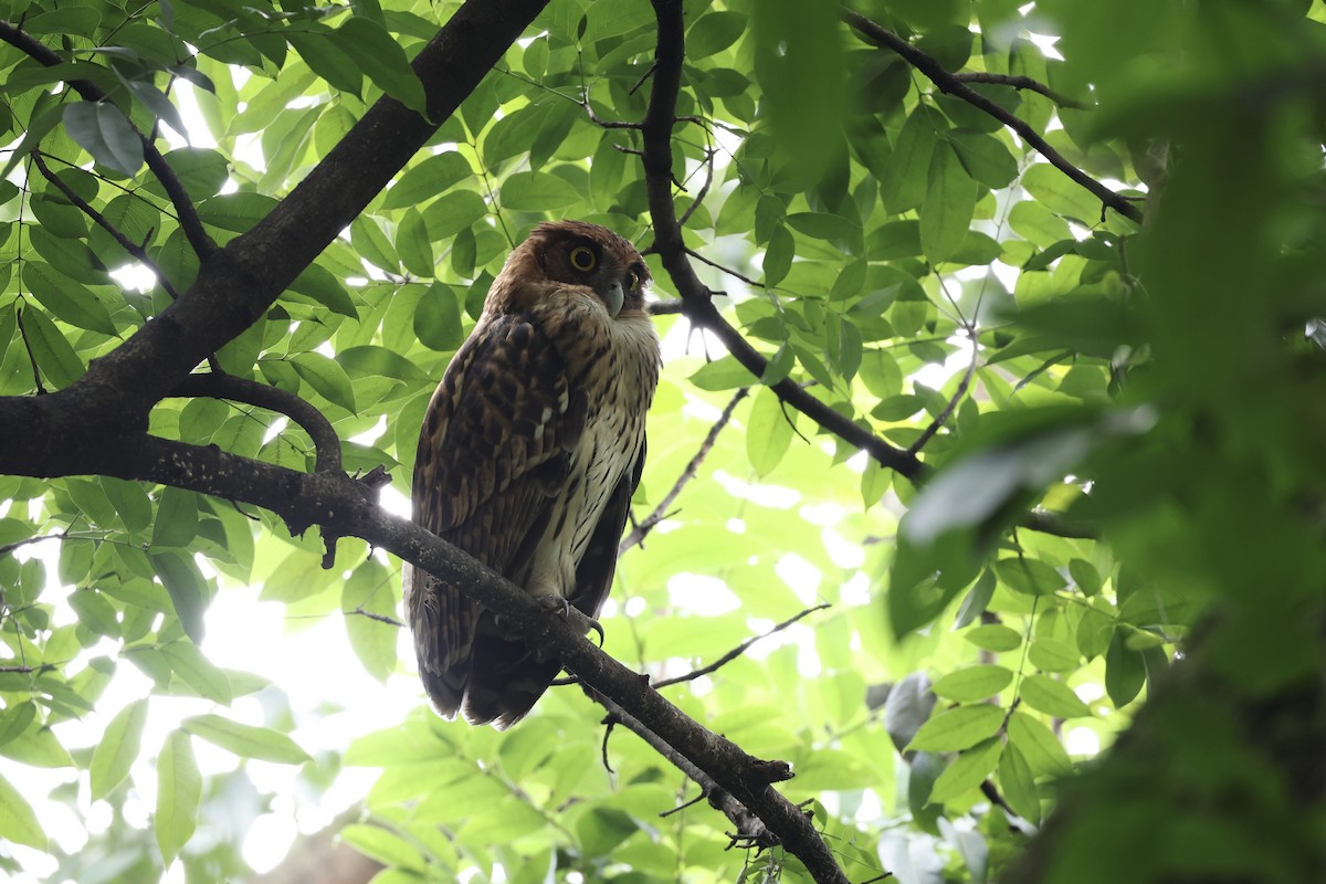 Philippine Eagle-Owl - ML646960142