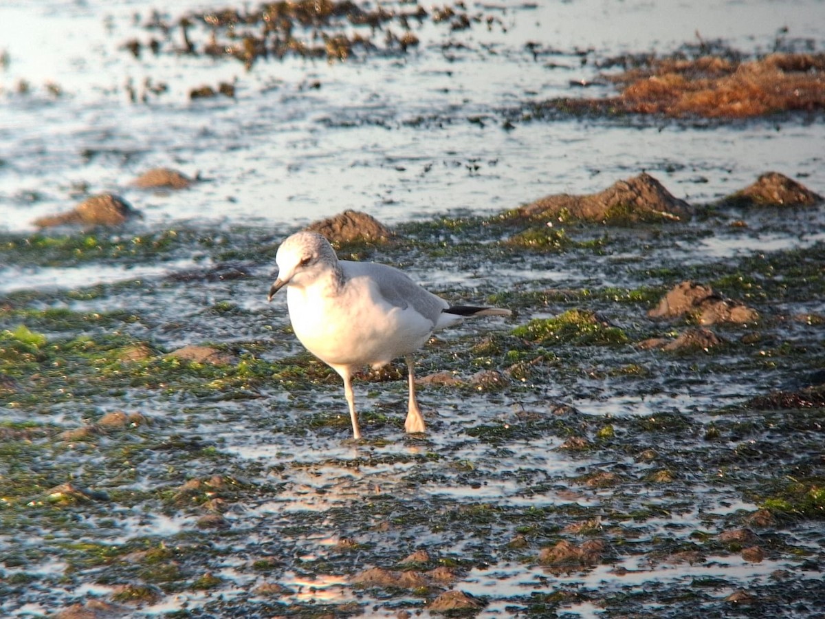Common Gull - ML646960143