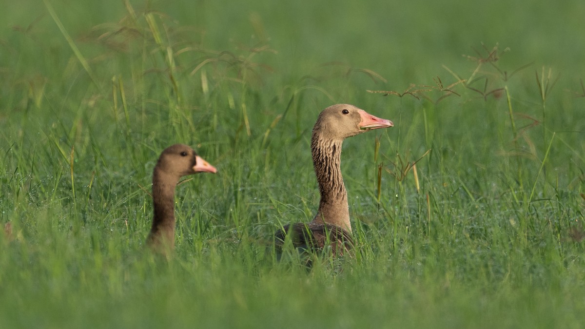 Graylag Goose - ML646960144