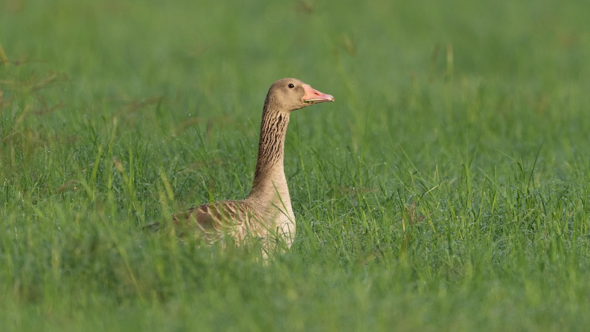 Graylag Goose - ML646960146
