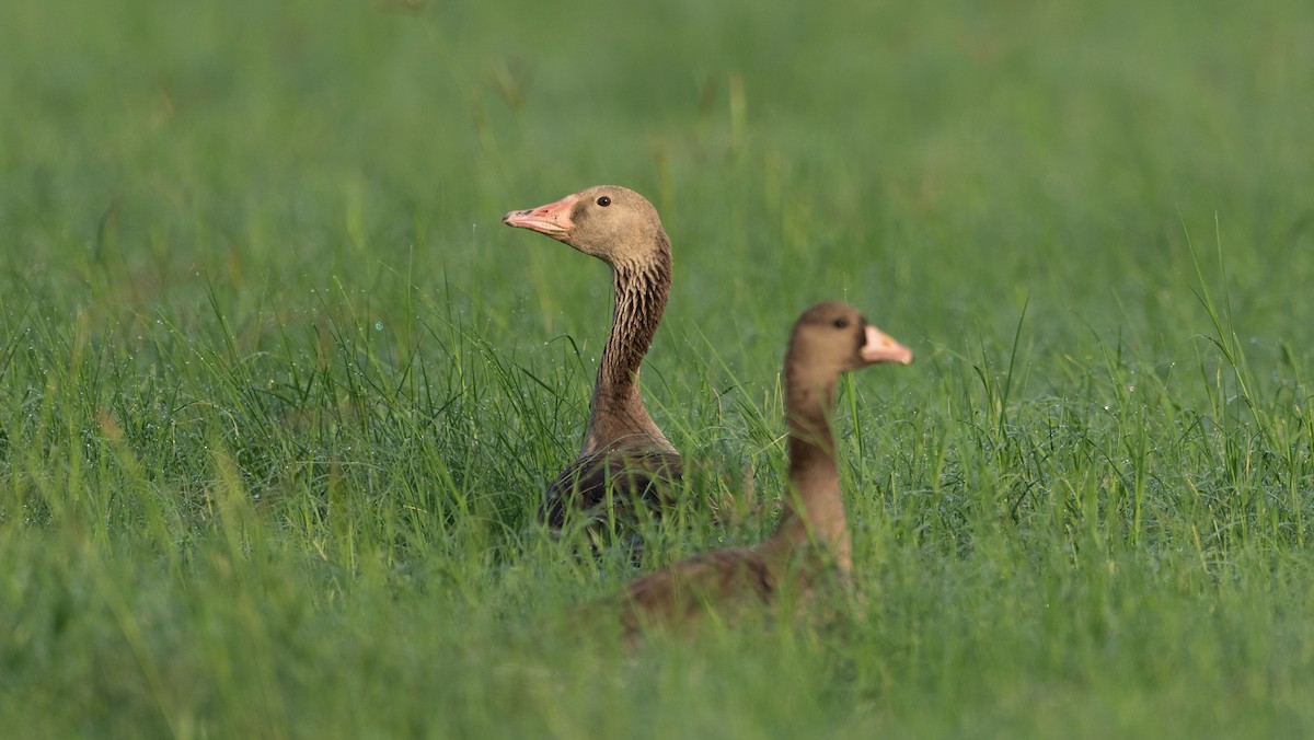 Graylag Goose - ML646960147