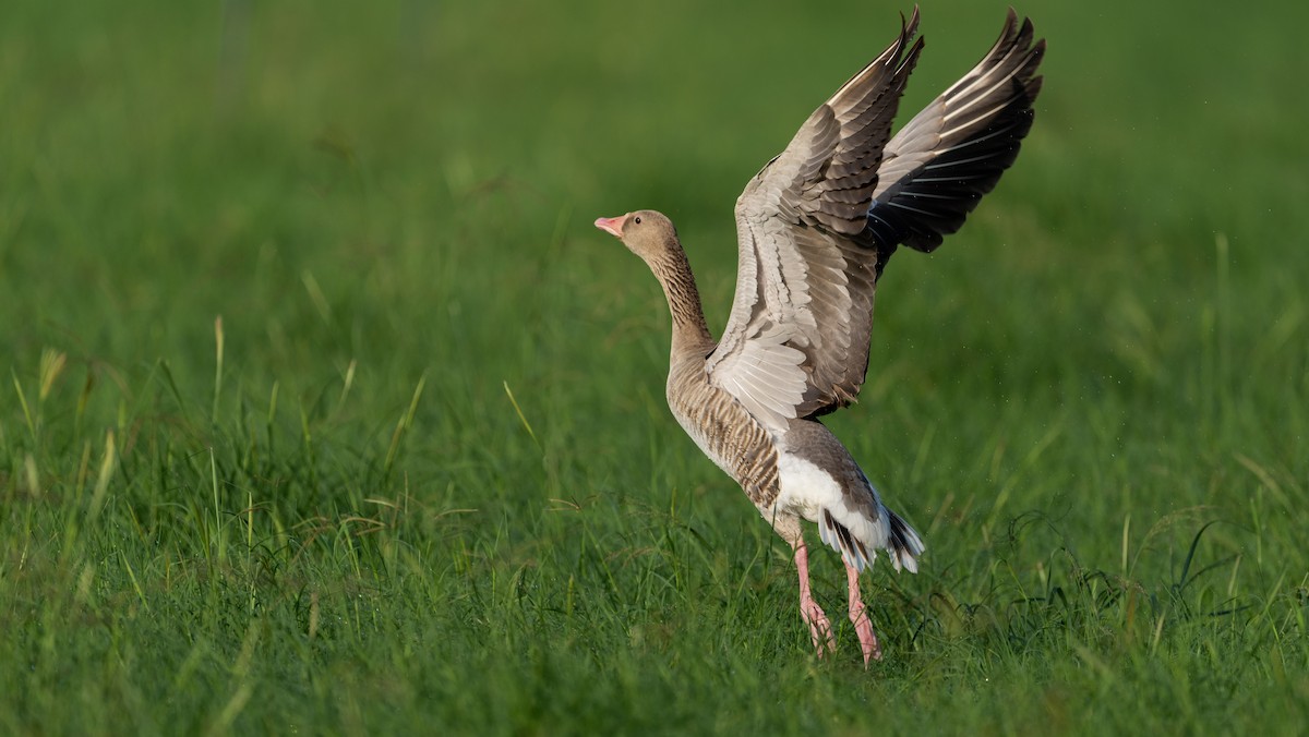 Graylag Goose - ML646960148