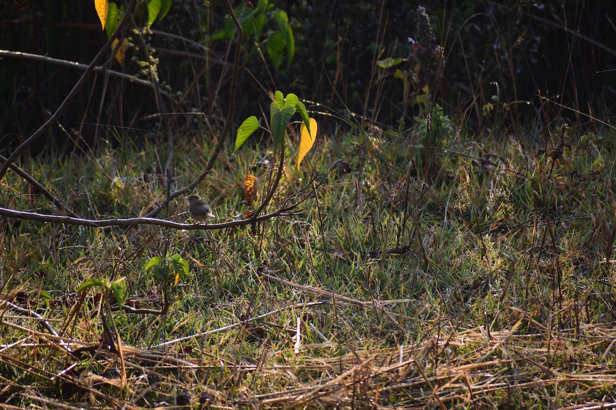 Hypolaïs bottée - ML646960150