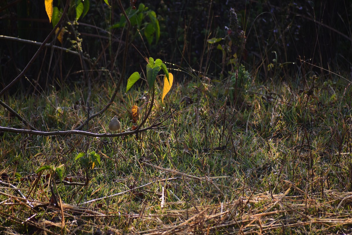 Hypolaïs bottée - ML646960151