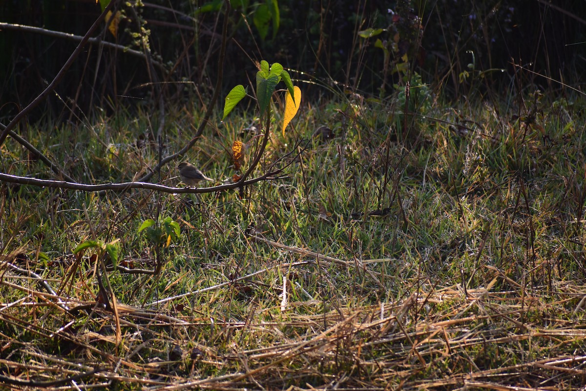 Hypolaïs bottée - ML646960152