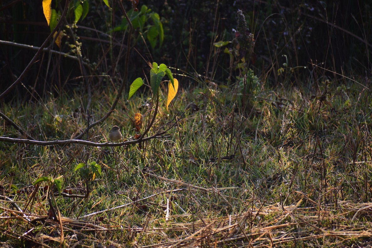 Hypolaïs bottée - ML646960153