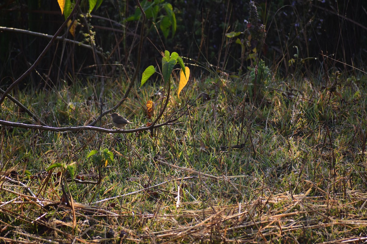 Hypolaïs bottée - ML646960154