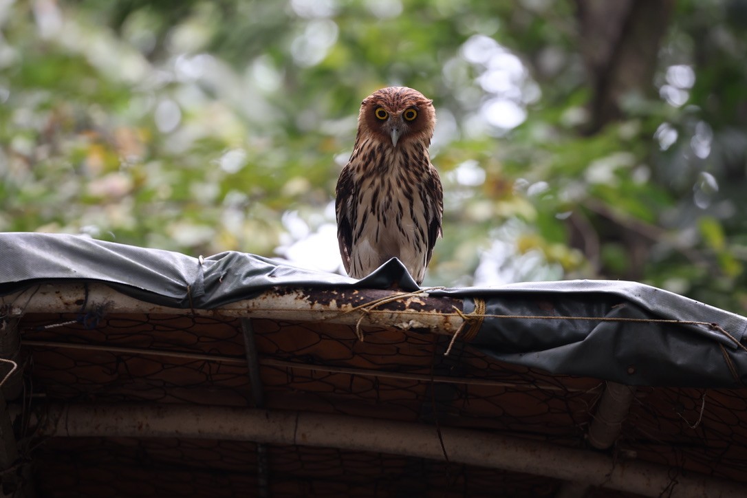 Philippine Eagle-Owl - ML646960155