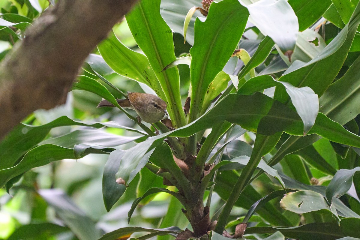 Manchurian Bush Warbler - ML646960156