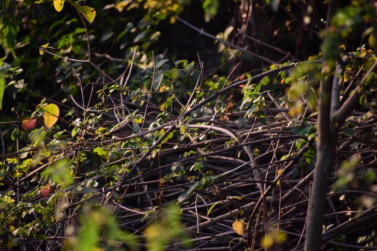 白喉林鶯 - ML646960157