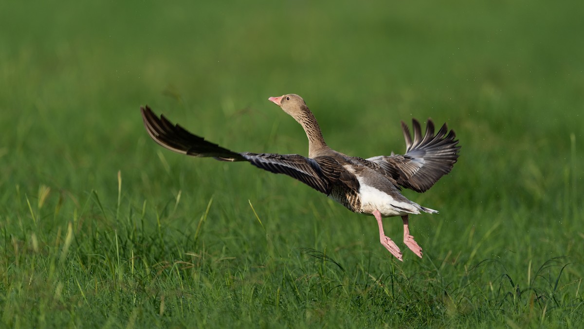 Серый гусь - ML646960159
